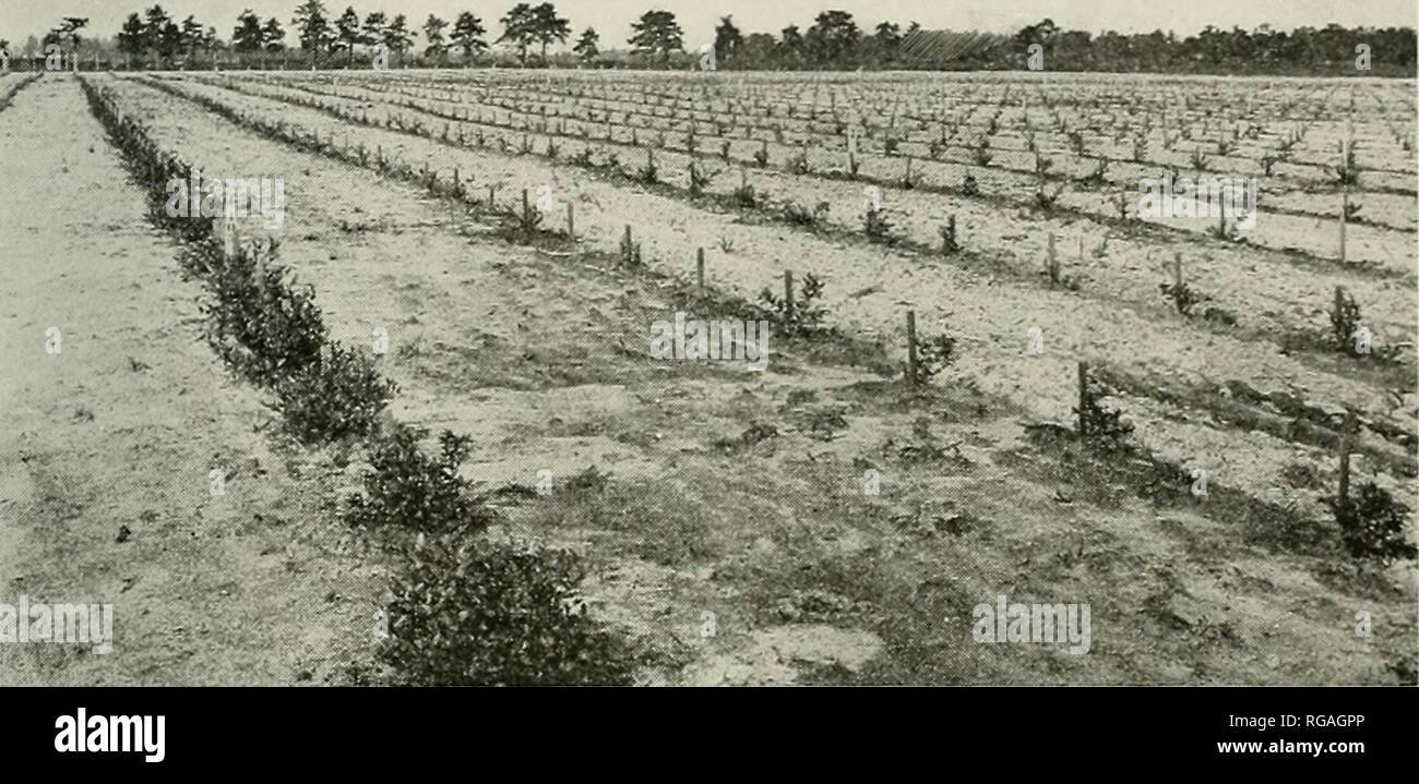 . Bulletin of the U.S. Department of Agriculture. Agriculture; Agriculture. Bui. 974, U. S. Dept. of Agriculture, Plate XXIII.. Fig. I.- -Plantation of 2-Year-Old and 3-Year-Old Hybrid Blueberries AT Whitesbog, N. J. The soil is a wliite sand mixed with upland peat and is strongly and permanently acid. The rows are 8 feet apart, the plants 4 feet apart in the row. The row at the left consists of 3-year-old plants; the others are 2 years old. Each of these plants is a seedling hybrid, and although of carefully selected pa'rentage its own qualities can not be kaown until it fruits. The photograp Stock Photo