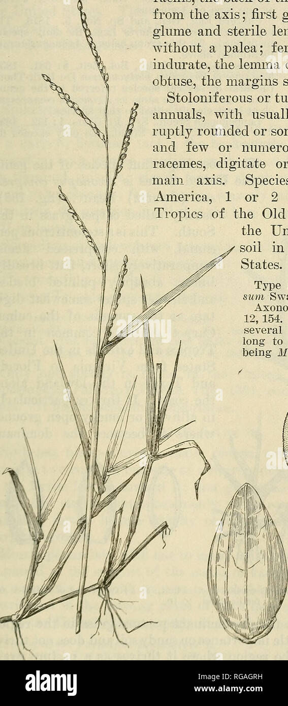 . Bulletin of the U.S. Department of Agriculture. Agriculture; Agriculture. GENERA OF GRASSES OF THE UNITED STATES. 223 115. AxoNOPUs Beauv. (Anastrophus Schlecht.) Spikelets depressed biconvex, not turgid, oblong, usually obtuse, solitary, sessile, and alternate, in two rows on one side of a 3-angled racliis, the back of the fertile lemma turned from the axis; first glume wanting; second glume and sterile lemma equal, the lemma without a palea; fertile lemma and palea indurate, the lemma oblong-elliptic, usually- obtuse, the margins slightly inroUed. Stoloniferous or tufted perennials, rarely Stock Photo