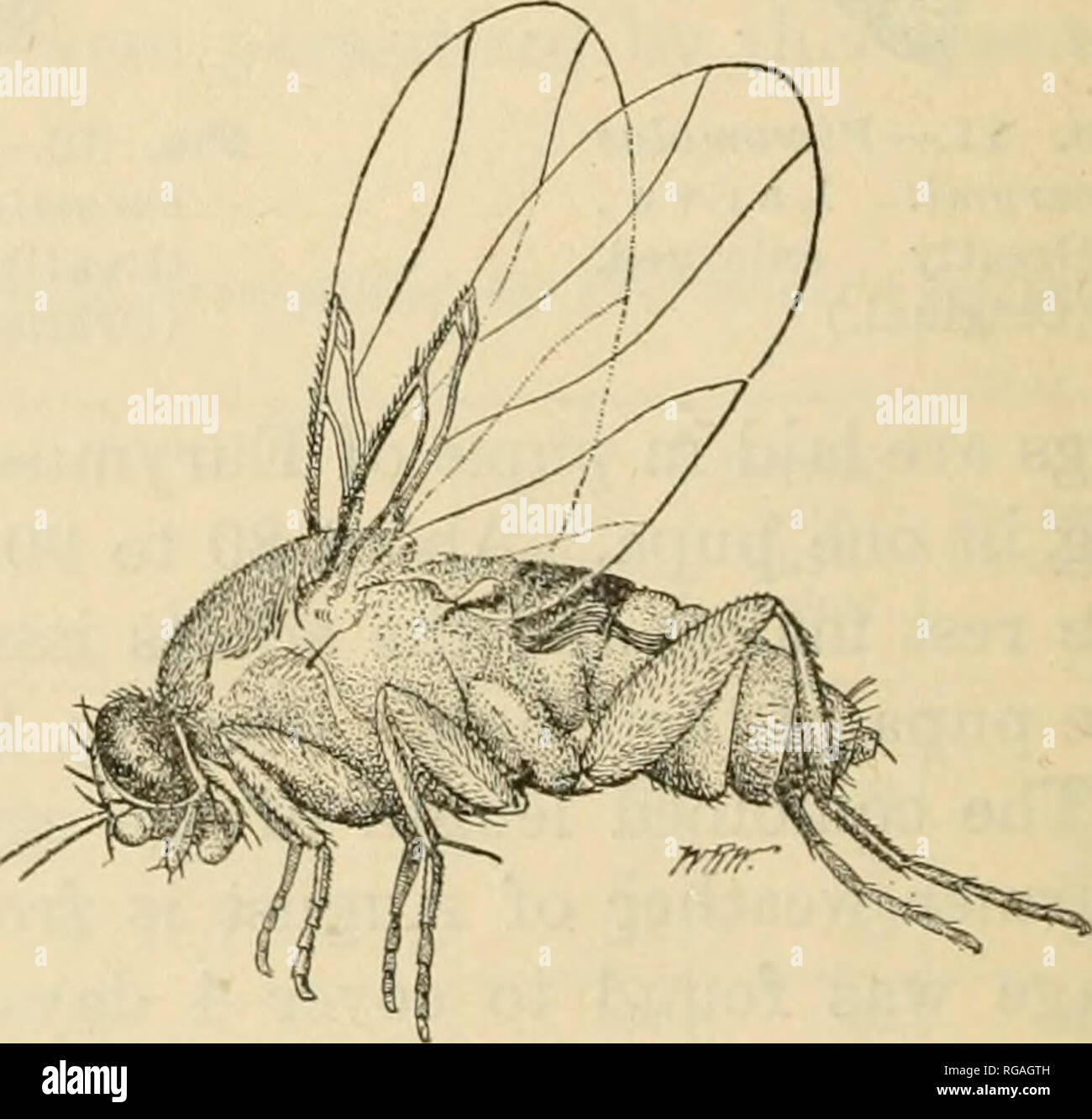 . Bulletin of the U.S. Department of Agriculture. Agriculture. Fig. 14.—Phorocera claripennis, a parasite of the alfalfa caterpillar. Adult and enlarged antenna of same; puparium. Enlarged. (Prom Howard.) DIPTEROUS PARASITES. Three tachinid flies, determined by Mr. W. R. Walton, of this bureau, have been reared from the larvae and pupae of this caterpil- lar. Phorocera claripennis Macq. (fig. 14) is the most important of these, its wide dis- tribution and abundance of alternate hosts causing it to be always on hand. In 1910 at El Centro, Cal., the writer observed as many as 15 per cent of Eury Stock Photo