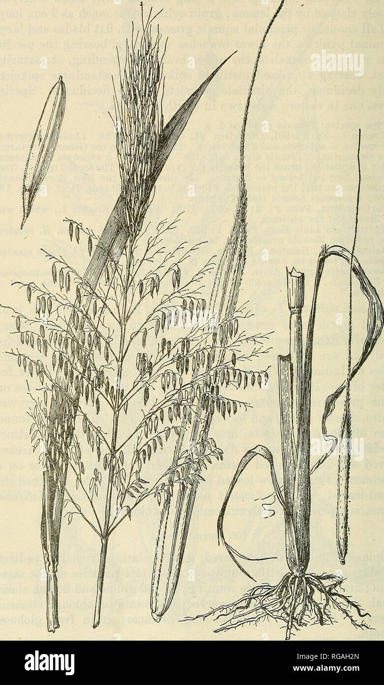 . Bulletin of the U.S. Department of Agriculture. Agriculture; Agriculture. 210 BULLETIN 772, U. S. DEPARTMENT OF AGRICULTUEE.. Fig. 125.—Wild rice, Zizania palustris. Plant, X I; pistillate spikelet, X 2; a second view, X 5 ; staminate spikelet, X 5.. Please note that these images are extracted from scanned page images that may have been digitally enhanced for readability - coloration and appearance of these illustrations may not perfectly resemble the original work.. United States. Dept. of Agriculture. [Washington, D. C. ?] : The Dept. : Supt. of Docs. , G. P. O. Stock Photo