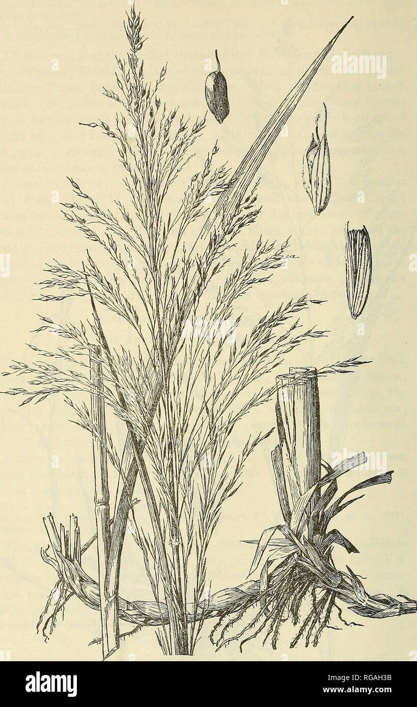 . Bulletin of the U.S. Department of Agriculture. Agriculture; Agriculture. 208 BULLETIN 772, U. S. DEPARTMENT OF AGRICULTURE.. Pig. 124.—Zizaniopsis miliacea. Plant, X I ; staminate spikelet, pistillate spikelet, and ripe caryopsis, X 5.. Please note that these images are extracted from scanned page images that may have been digitally enhanced for readability - coloration and appearance of these illustrations may not perfectly resemble the original work.. United States. Dept. of Agriculture. [Washington, D. C. ?] : The Dept. : Supt. of Docs. , G. P. O. Stock Photo