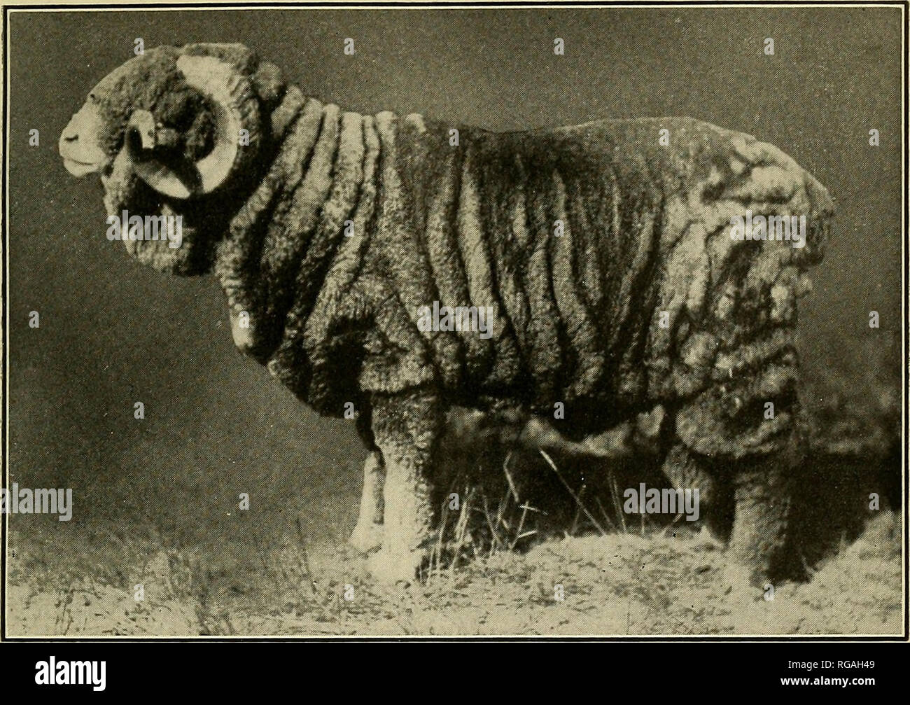 . Bulletin of the U.S. Department of Agriculture. Agriculture; Agriculture. Bui. 94, U. S. Dept. of Agriculture. Plate I.. Fig. 1.âClass A Merino Ram. Jr &lt;jm A'- r dr *'' ' 4  '' L ggj&amp;jjjgjtfflm JT' JUgtiM â ff^^M DR WBB&amp; i j6| ^JPyf: Fig. 2.âClass A Merino Ewe.. Please note that these images are extracted from scanned page images that may have been digitally enhanced for readability - coloration and appearance of these illustrations may not perfectly resemble the original work.. United States. Dept. of Agriculture. [Washington, D. C. ?] : The Dept. : Supt. of Docs. , G. P. O. Stock Photo