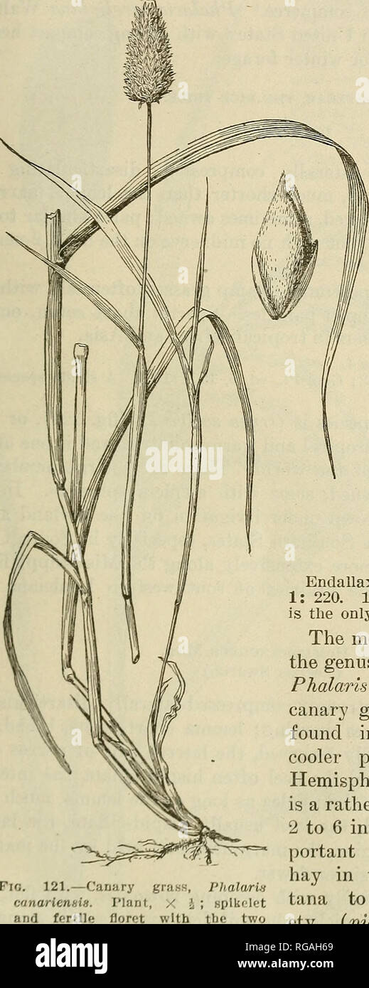. Bulletin of the U.S. Department of Agriculture. Agriculture; Agriculture. GENERA OF GRASSES OF THE UNITED STATES. 203 ensis, P. phleoides, P. arundinacea, P. erucaeformis, aud P. oi'yzoides. The second species is now referred to Plileum, tlie fourth to Beckraannia, and the fifth to Homalocenchriis. The first species is chosen as the type, be- cause this is the one that best corresponds to the description of the genus. Please note that these images are extracted from scanned page images that may have been digitally enhanced for readability - coloration and appearance of these illustrations ma Stock Photo