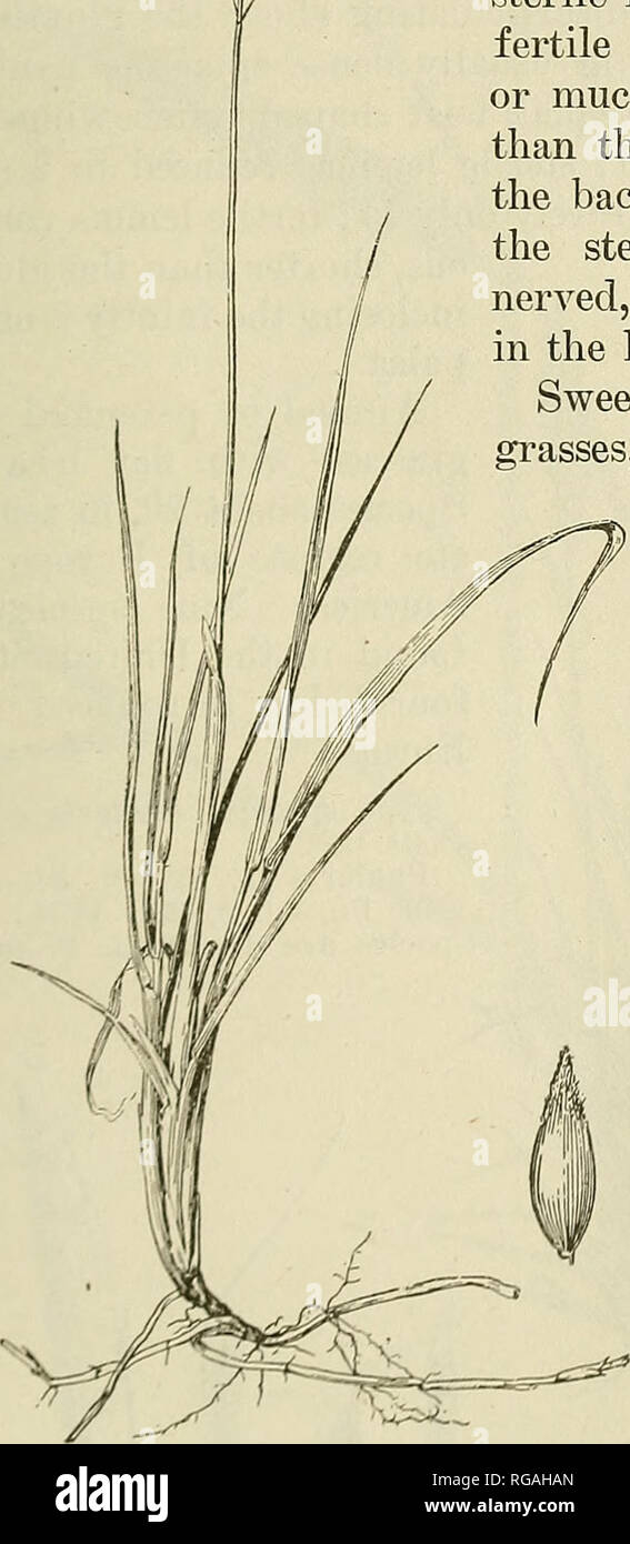 . Bulletin of the U.S. Department of Agriculture. Agriculture; Agriculture. presence of coiimarin. The Indians use the grass to make fragrant baskets. Torresia alpina (Swartz) Hitchc, with small, condensed panicles and awned staminate florets, is arctic and extends to the alpine peaks of New York and New England; T. TiiacropkyUa (Thurb.) Plitchc, with broad blades, is Californian. 100. Anthoxanthum L. Spikelets with 1 terminal perfect floret and 2 sterile lemmas, the rachilla disarticulating above the glumes, the sterile lemmas falling attached to the fertile floret; glumes unequal, acute or m Stock Photo