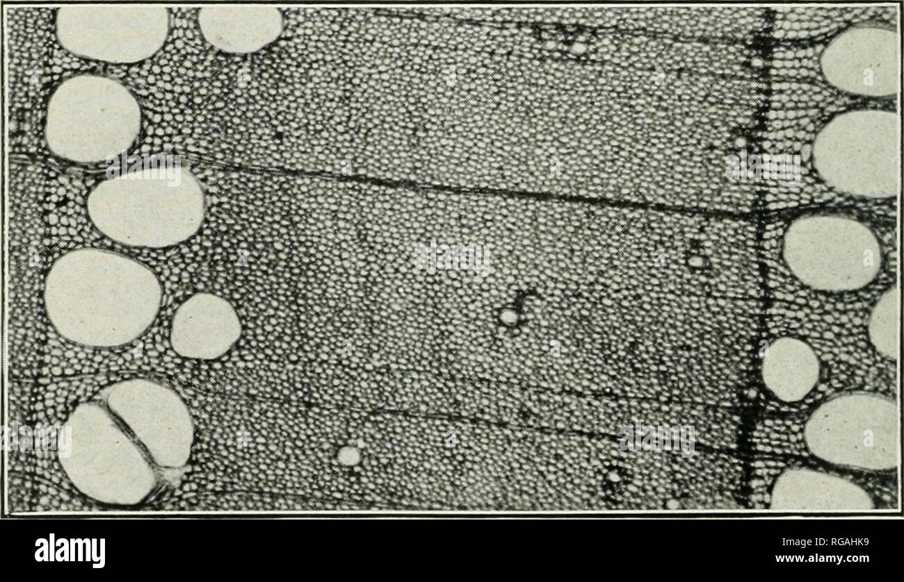 . Bulletin of the U.S. Department of Agriculture. Agriculture; Agriculture -- United States. F-8WDS Fig. 1.—Water ash (J^. caroliniana). F-9WDS Fig. 2.—Blue ash (F. quadrangulata).. Fig. 3.—Black ash {F. nigra). Transverse Sections of Ash Wood, Magnified 50 Diameters.. Please note that these images are extracted from scanned page images that may have been digitally enhanced for readability - coloration and appearance of these illustrations may not perfectly resemble the original work.. United States. Dept. of Agriculture. [Washington, D. C. ?] : The Dept. : Supt. of Docs. , Govt. Print. Off. Stock Photo