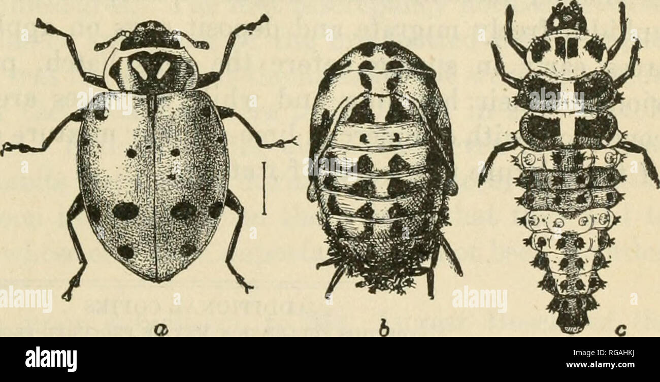 . Bulletin of the U.S. Department of Agriculture. Agriculture. Fig. 8. Byrphus americanus, whose larva destroys the oat aphis, a, Female fly ; h, second abdominal segment-of male. Enlarged. (From Webster and Phillips.) DESTRUCTION OF BREEDING PLACES. As has been observed by the writer and other assistants of the Cereal and Forage-Crop Insect Investigations, the plant-louse under discussion thrives best in rank-growing wheat, for instance in spots where manure piles or straw stacks have stood, as well as in the vicinity of straw stacks where the growth of grain is usuall}^ luxu- riant. In fact, Stock Photo