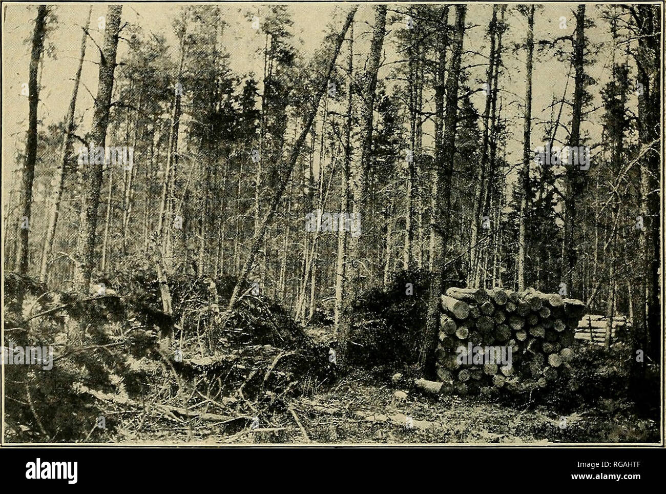 50 year old pine trees hi-res stock photography and images - Alamy