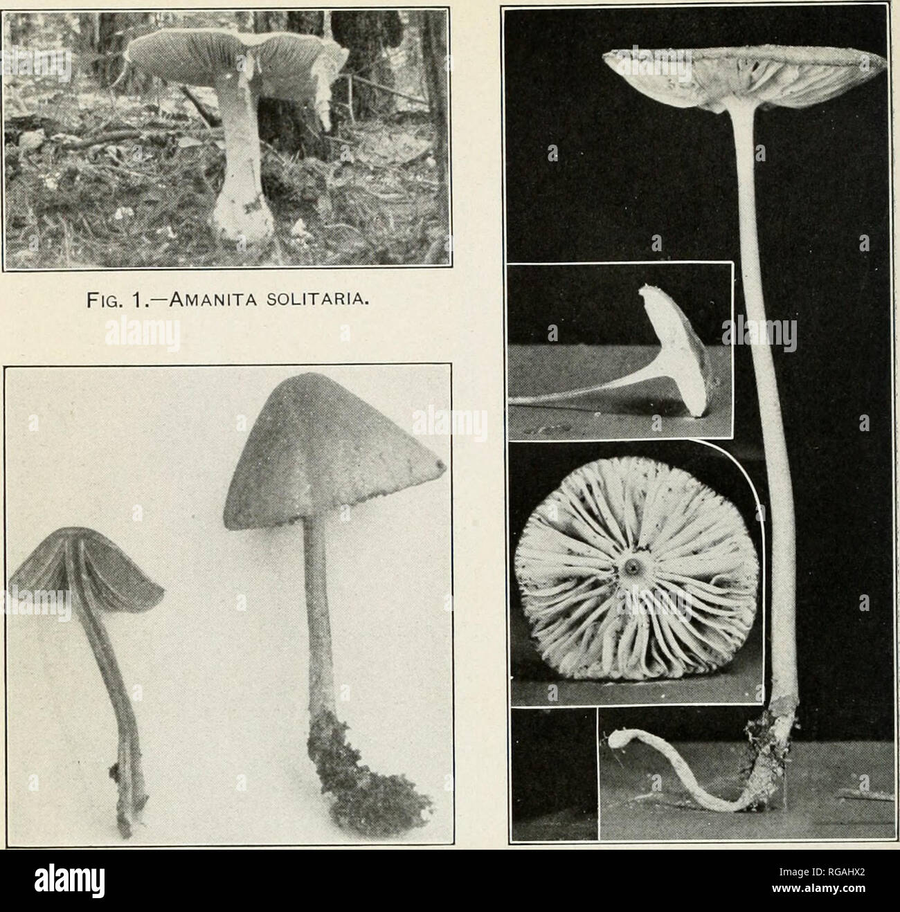 A treatise on zoology . »L ^f. Ym. IV. 1.—Cucumaria pentactes (Linn.),  opened along the right of the median dorsal line ; theright respiratory  tree has been cut short. 2.—Spicule ; 3.—Oral