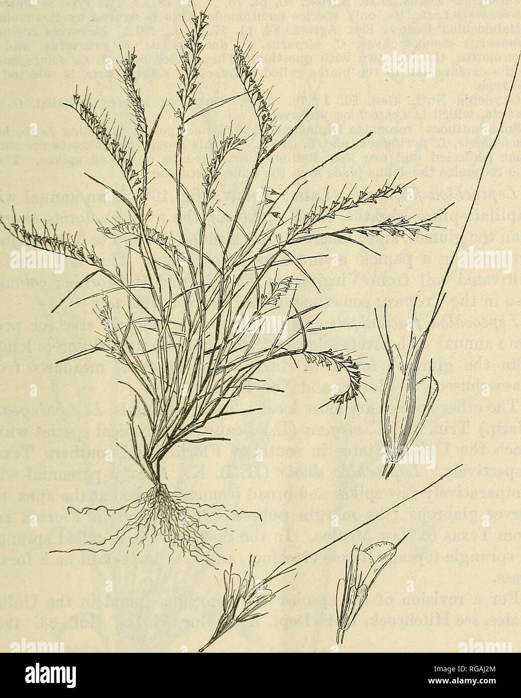 . Bulletin of the U.S. Department of Agriculture. Agriculture; Agriculture. GENERA OF GRASSES OF THE UNITED STATES. 7. CHLORIDEAE, THE GRAMA TRIBE. 82. Leptochloa Beauv. 171 Spikelets 2 to several flowered, sessile or short-pediceled, approxi- mate or somewhat distant along one side of a slender rachis, the rachilla disarticulating above the glumes and between the florets; glumes unequal or nearly equal, awnless or mucronate, 1-nerved,. Fir,. 100.- -Acf/opofjon tenelluH. Plant, X 1; group of spikelets, X •'&gt;; lateral spikelet, X 10 ; contral Hong-awned) spikelet, X 10. usually shorter than  Stock Photo