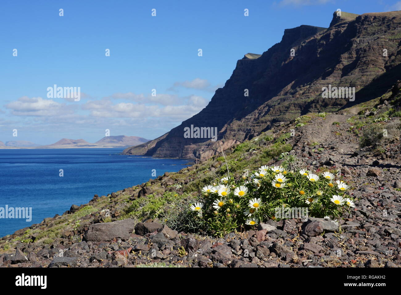 Asteriscus schultzii, Riscos de Famara, mit Blick nach La Graciosa, Lanzarote, Kanarische Inseln, Spanien Stock Photo
