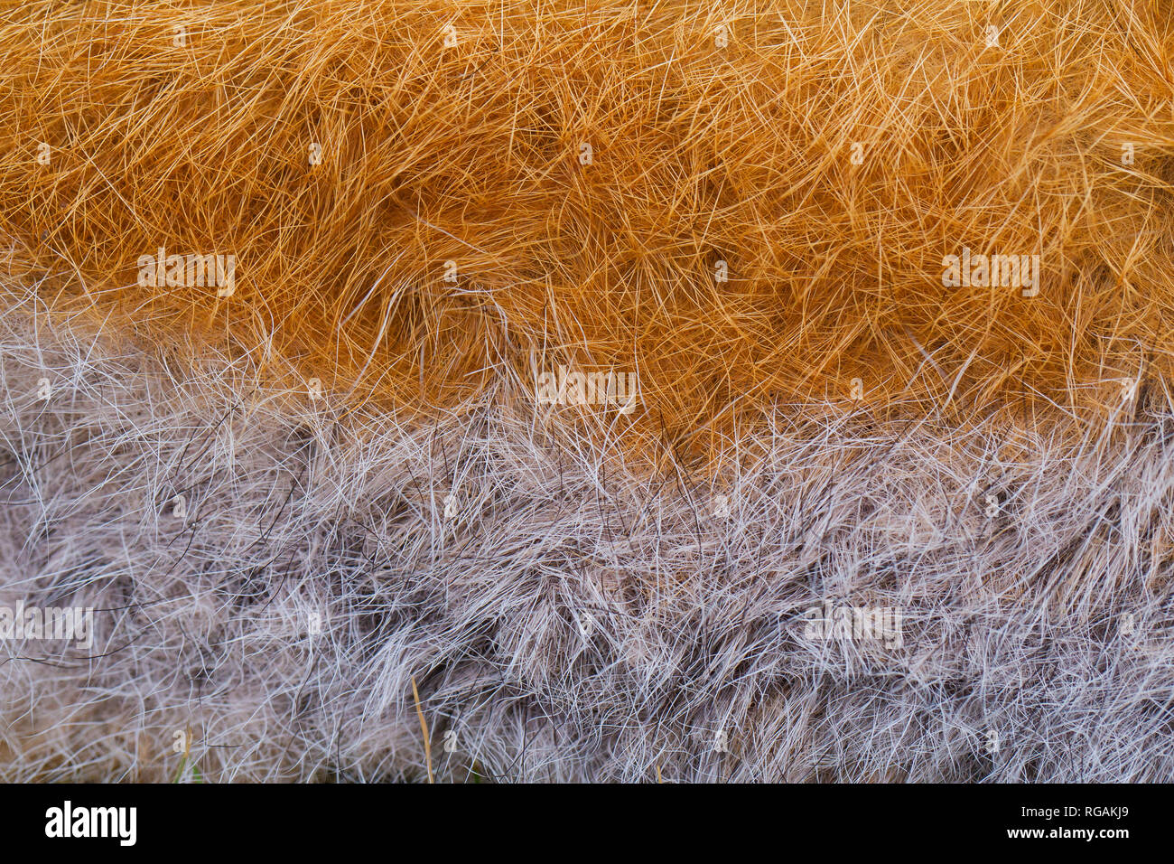 Red fox (Vulpes vulpes) close-up of the white and orange guard hairs in dense coat / fur Stock Photo