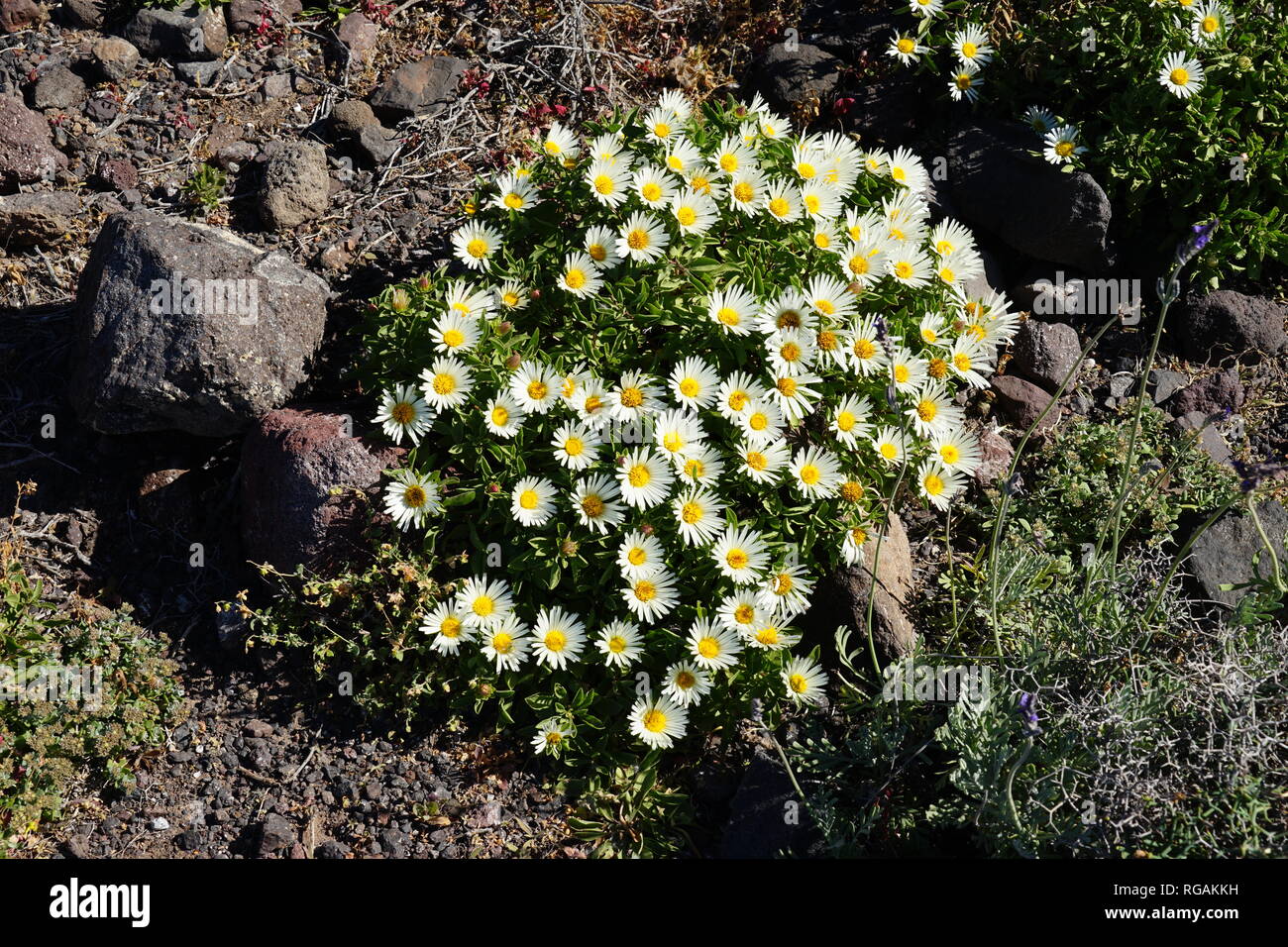 Asteriscus schultzii, Riscos de Famara, Lanzarote, Kanarische Inseln, Spanien Stock Photo