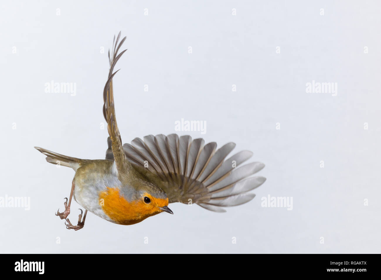 Rotkehlchen, fliegend, im Flug, Flugbild, Erithacus rubecula, robin