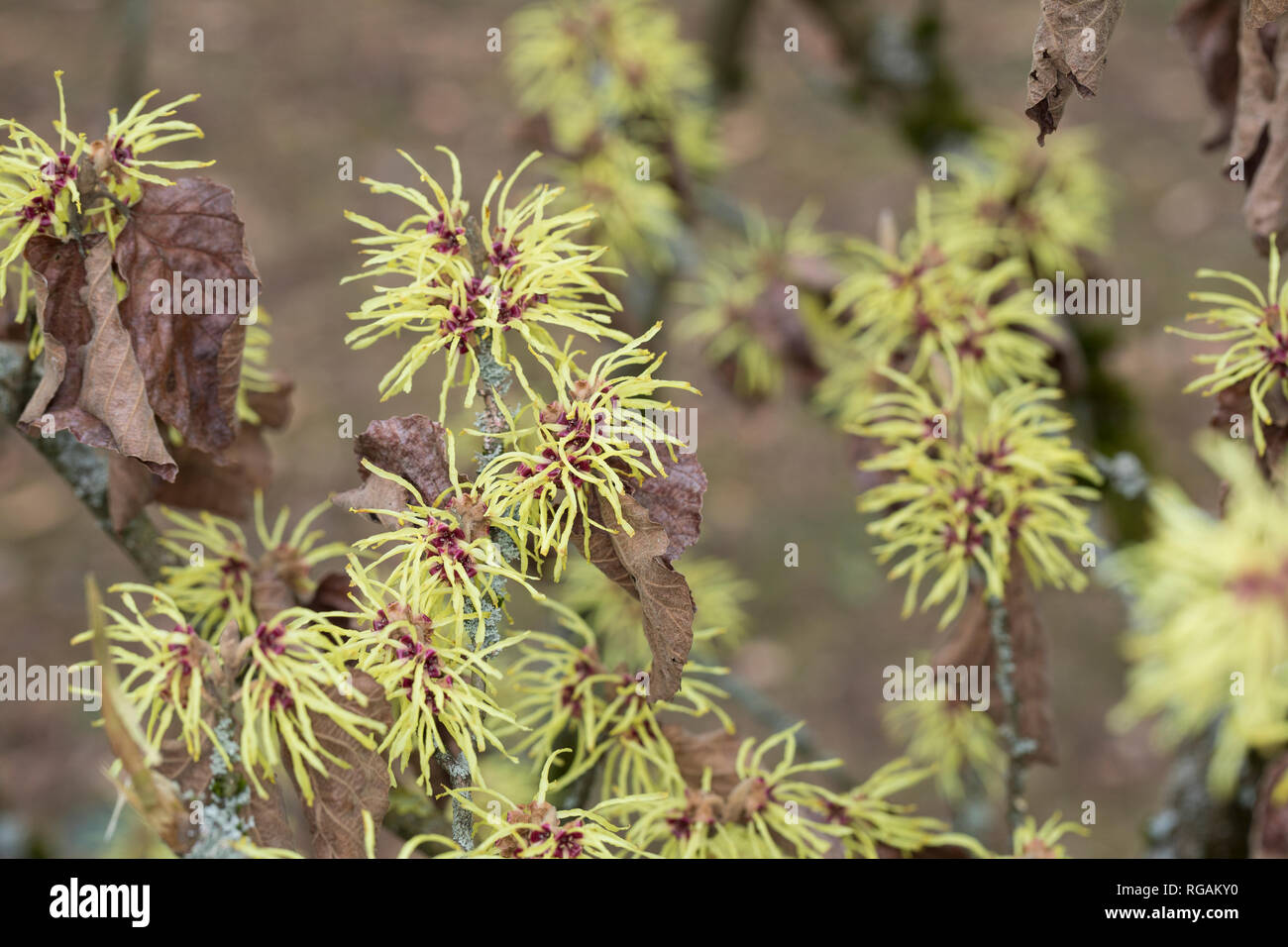 Hybrid-Zaubernuss, Hybrid-Zaubernuß, "Pallida", Hamamelis × intermedia, Kreuzung der beiden ostasiatischen Arten Hamamelis mollis und Hamamelis japoni Stock Photo