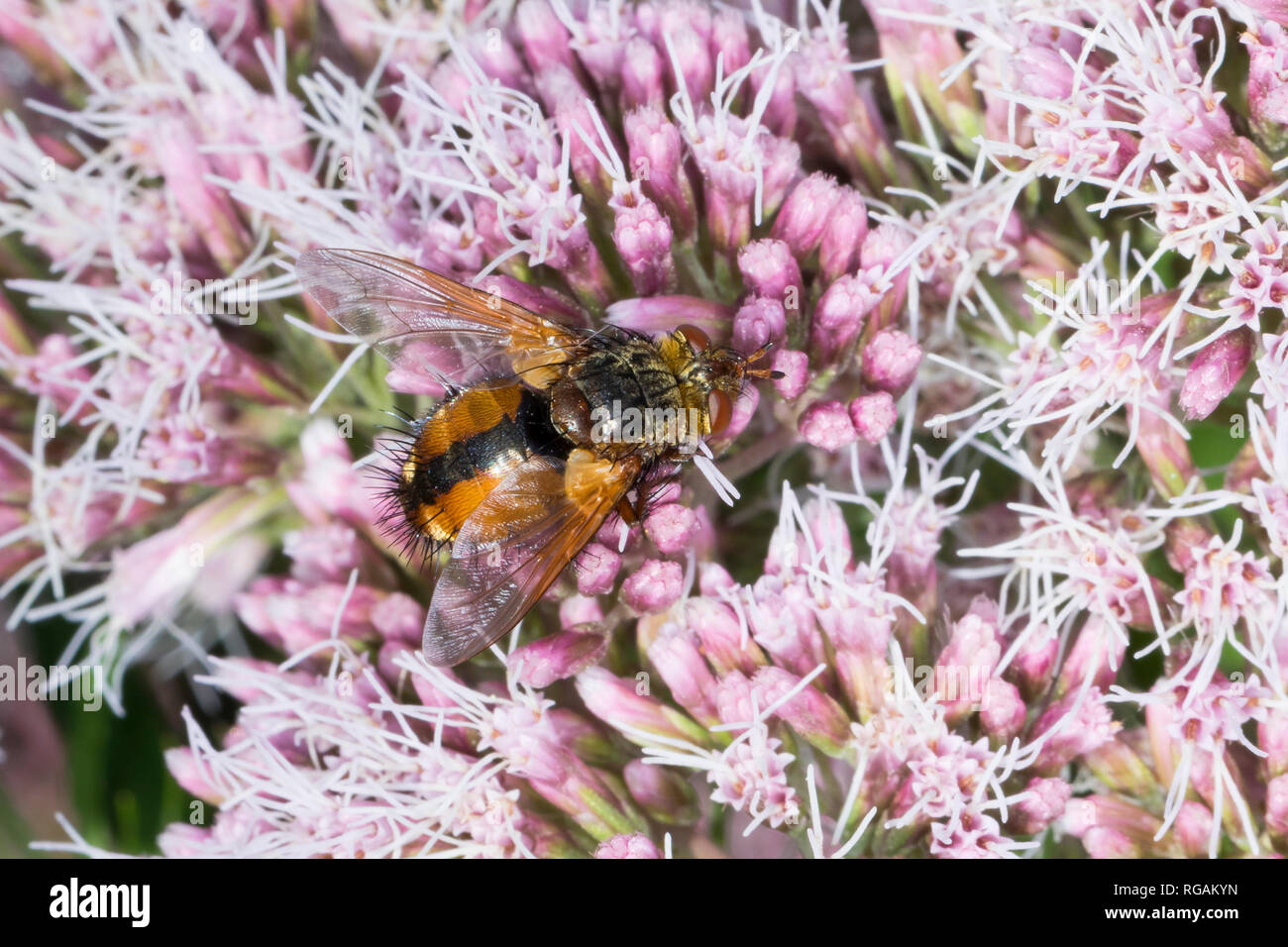 Igelfliege, Raupenfliege, Tachina fera, Tachinid Fly, parasitic fly, la Tachinaire sauvage, Tachinidae, Raupenfliegen, Igelfliegen, Schmarotzerfliegen Stock Photo