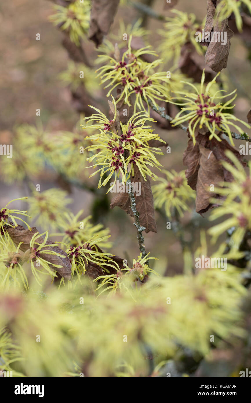 Hybrid-Zaubernuss, Hybrid-Zaubernuß, "Pallida", Hamamelis × intermedia, Kreuzung der beiden ostasiatischen Arten Hamamelis mollis und Hamamelis japoni Stock Photo
