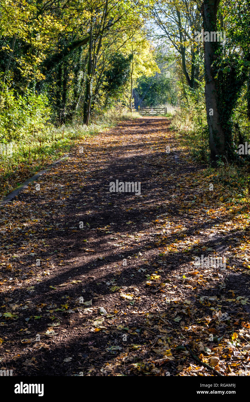 Autumn sunlight falling on a footpath through woodland, Colwick Country Park, Nottingham, England, UK Stock Photo