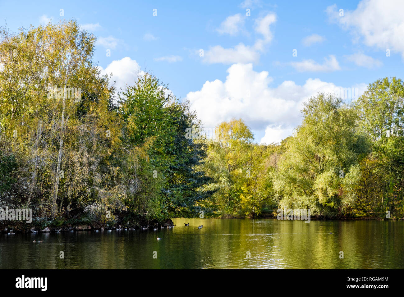 Autumn landscape. Trees around the edge of a lake at Colwick Country Park, Nottingham, England, UK Stock Photo