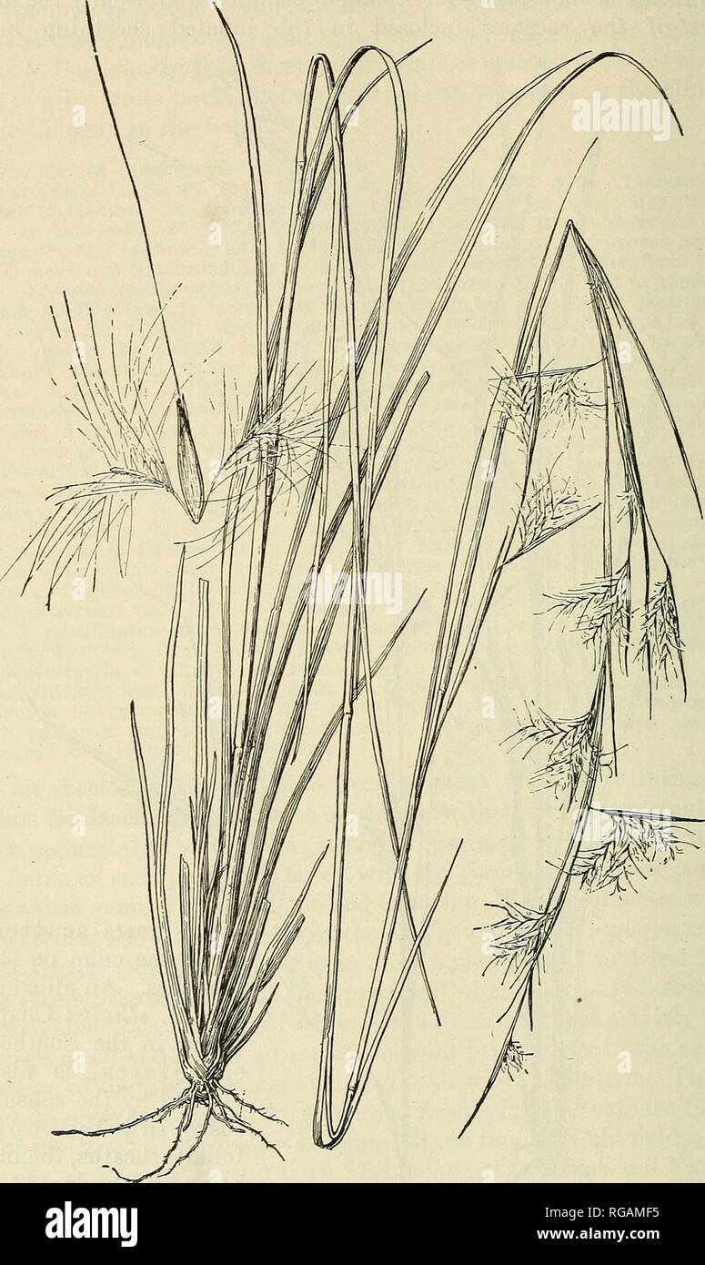 . Bulletin of the U.S. Department of Agriculture. Agriculture; Agriculture. 2^62 BULLETIN 772, U. S. DEPAKTMENT OF AGRICULTURE.. Fig. 159.—^Broom sedge, Andropogon virginicus. Plant X i ; pair of spikelets with joint of rachis (at left), the second spikelet obsolete, the hairy pedicel only present, X 5.. Please note that these images are extracted from scanned page images that may have been digitally enhanced for readability - coloration and appearance of these illustrations may not perfectly resemble the original work.. United States. Dept. of Agriculture. [Washington, D. C. ?] : The Dept. :  Stock Photo