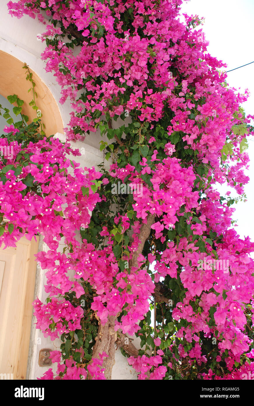 Bougainvillea flowers on Syros, Greece Stock Photo