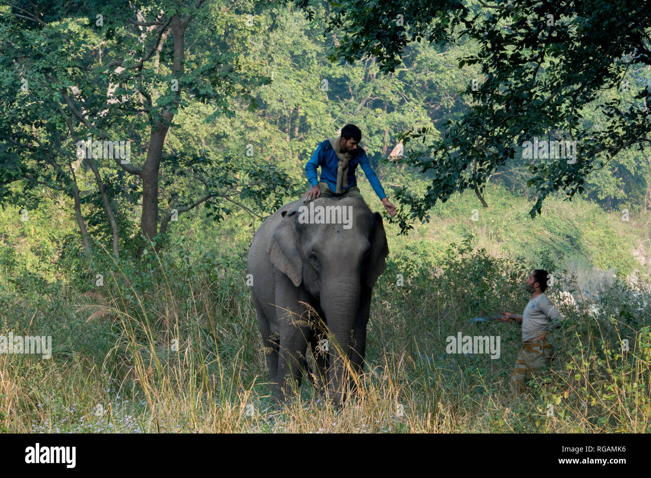 Mahouts riding elephant in Rajaji National Park, Uttarakhand, Inda Stock Photo