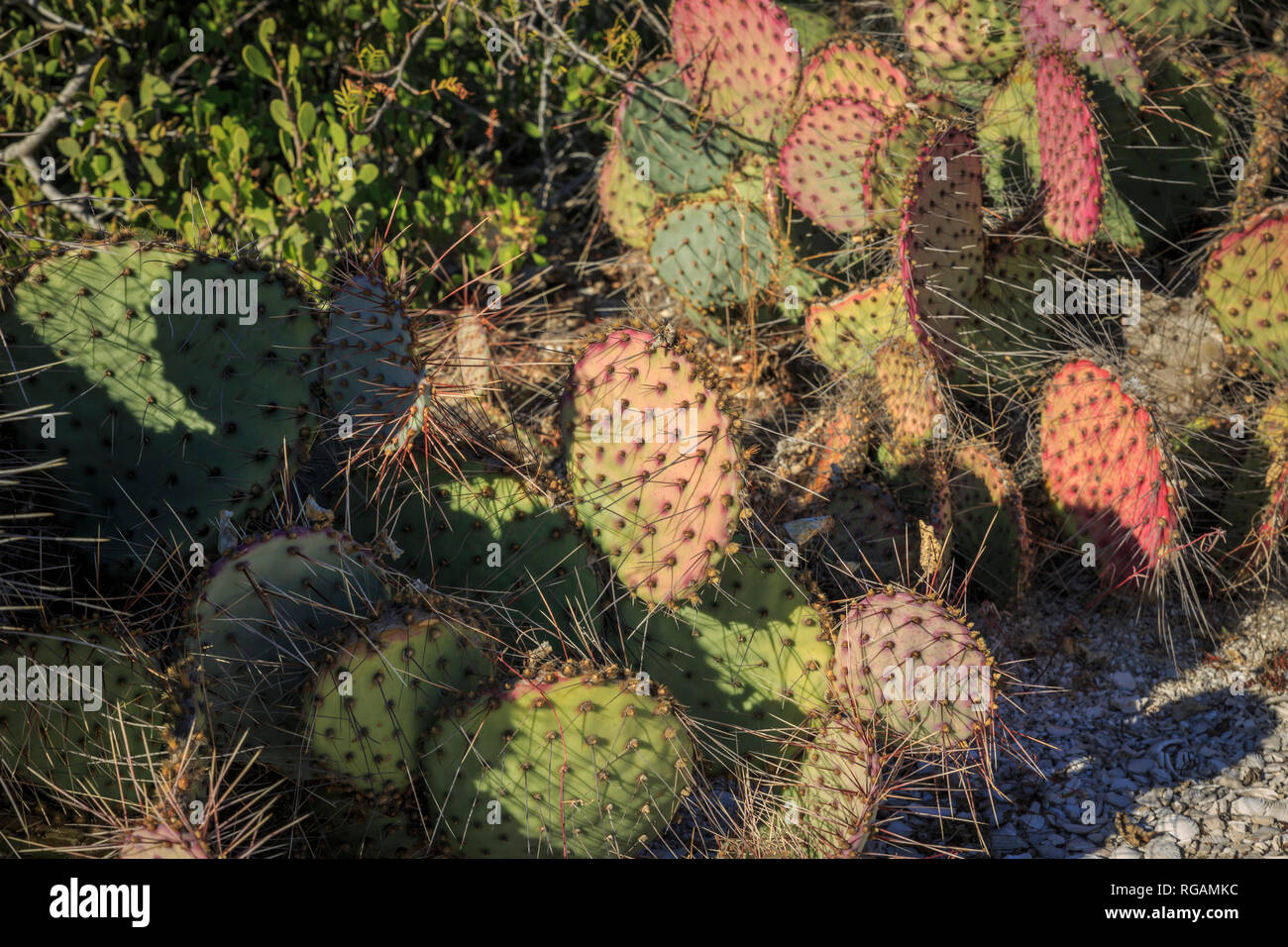 Variety of shades and sizes of prickly ground cactus. Sonora Desert, Northwest Mexico. Stock Photo