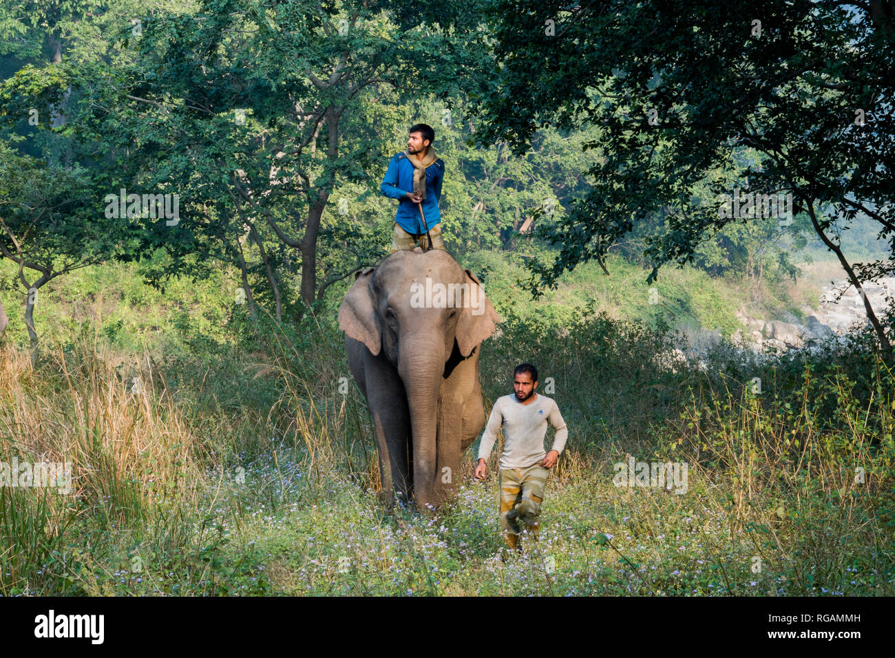 Mahouts riding elephant in Rajaji National Park, Uttarakhand, Inda Stock Photo