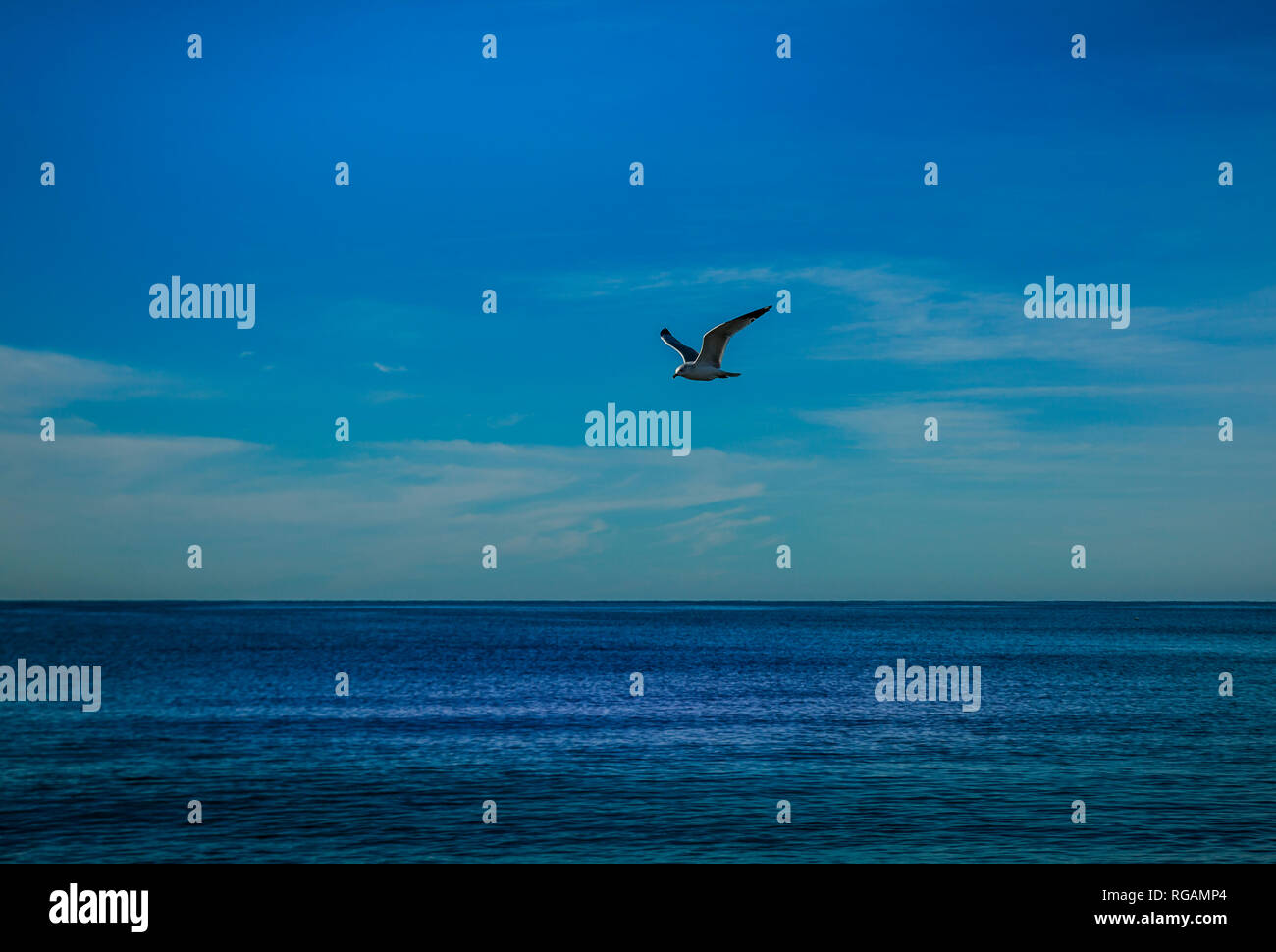 Lone seagull glides over the water in search of food. Northwest coast of Mexico. Stock Photo