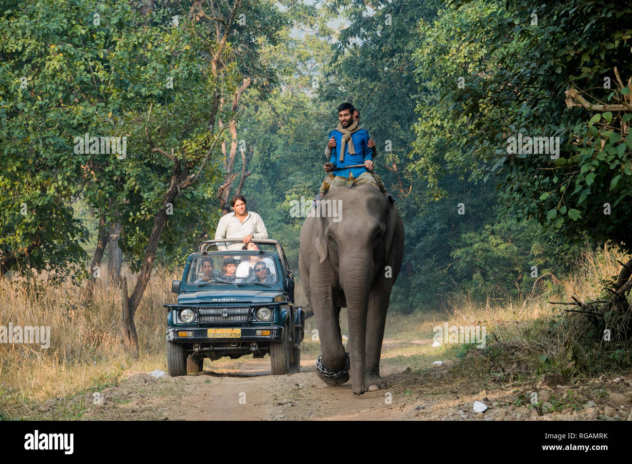 Safari jeep passing mahouts riding elephant in Rajaji National Park, Uttarakhand, Inda Stock Photo