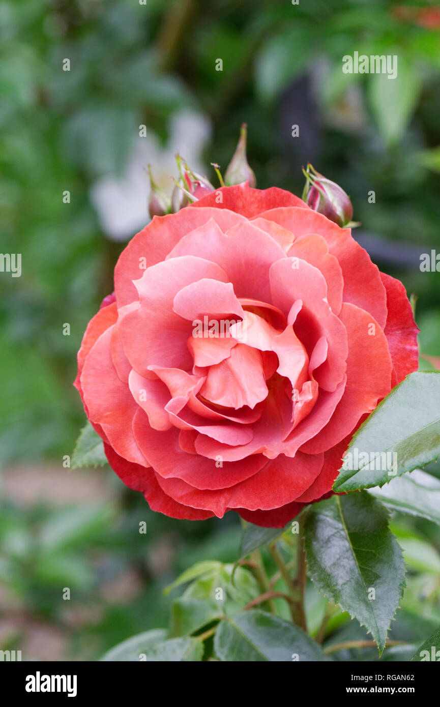 Rosa Hot Chocolate 'Wekpaltlez' flower. Stock Photo