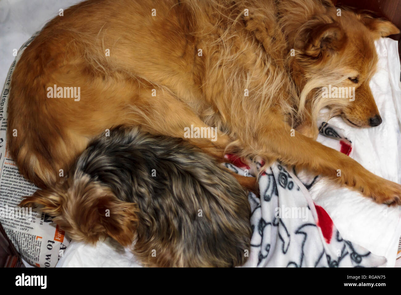Top view of two dogs sleeping on bed Stock Photo - Alamy