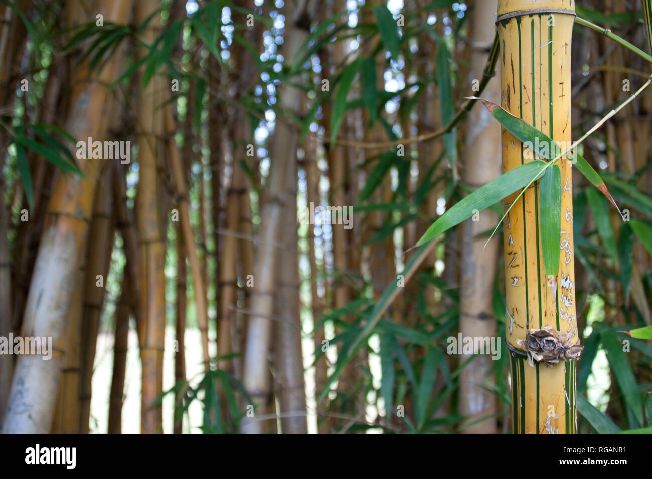 Bamboo Shoots Stock Photo