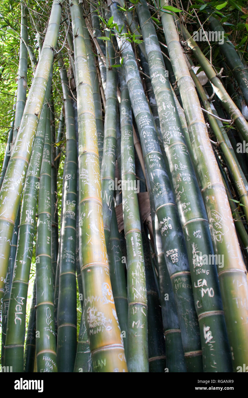Bamboo Shoots Stock Photo