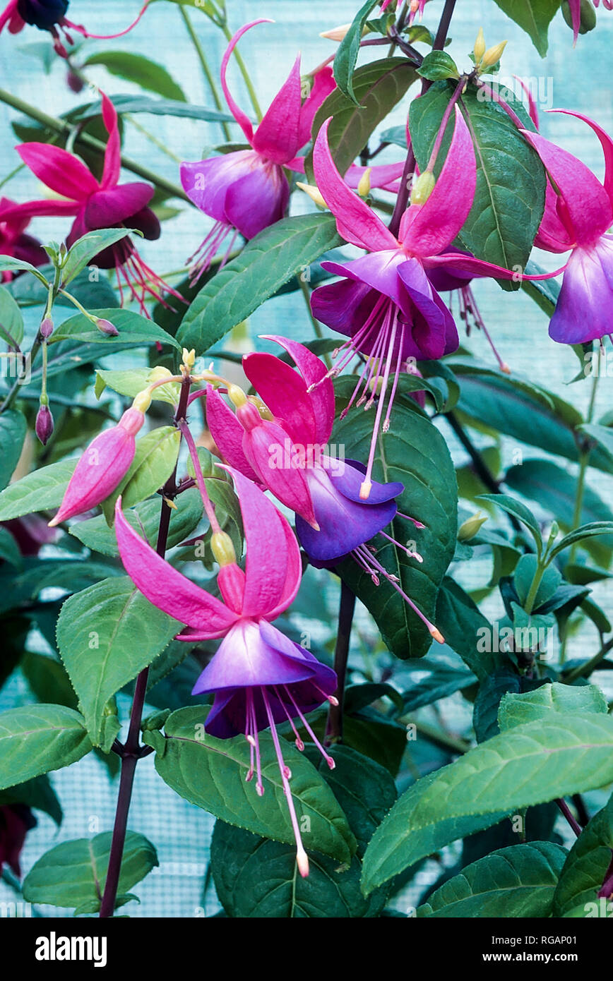 Half sun shade hires stock photography and images Alamy