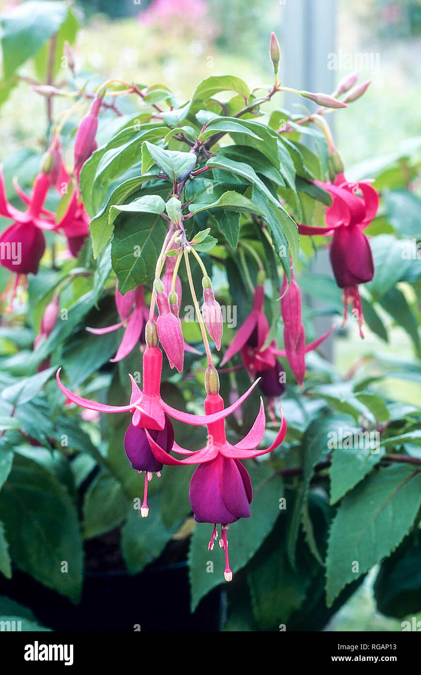 Fuchsia Achievement is a deciduous bush fuchsia that flowers in summer  Ideal in full sun or partial shade and is fully nhardy  Good for borders etc Stock Photo