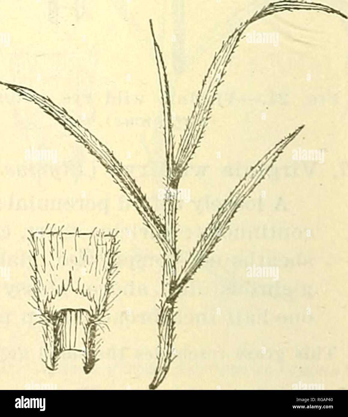 . Bulletin of the U.S. Department of Agriculture. Agriculture; Agriculture. Fig. 25.—Switch-grass (Panicum virgatum). Fig. 2G.—Downy brome-grass (Bro- mus tcctorum). 20. Soft chess (Bromus hordeaceus; fig. 24). A slender, tufted annual; leaves rolled in the bud: collar broad, with wavy margins, glabrous; auricles none; ligule membranous, medium long,. Please note that these images are extracted from scanned page images that may have been digitally enhanced for readability - coloration and appearance of these illustrations may not perfectly resemble the original work.. United States. Dept. of A Stock Photo