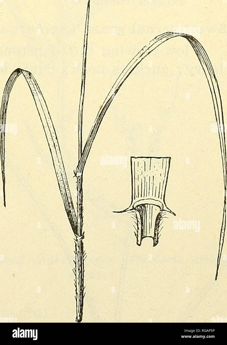 . Bulletin of the U.S. Department of Agriculture. Agriculture; Agriculture. Fig. 21.- -Virginia wild rye (Elymus virginicus). Fig. 22.- -Slender wild rye (Elymus striatus). 17. Virginia wild rye (Elymus virginicus; fig. 21). A loosely tufted perennial; leaves rolled in the bud ; collar broad, glabrous, continuous; auricles short, clawlike; ligule membranous, very short, entire; sheaths not compressed, glabrous, fine veined, retrorsely hairy; blades flat, glabrous, dull above, glossy beneath, rough on the margins, one-fourth to one-half inch broad, sharp pointed; nerves small, indistinct. This  Stock Photo
