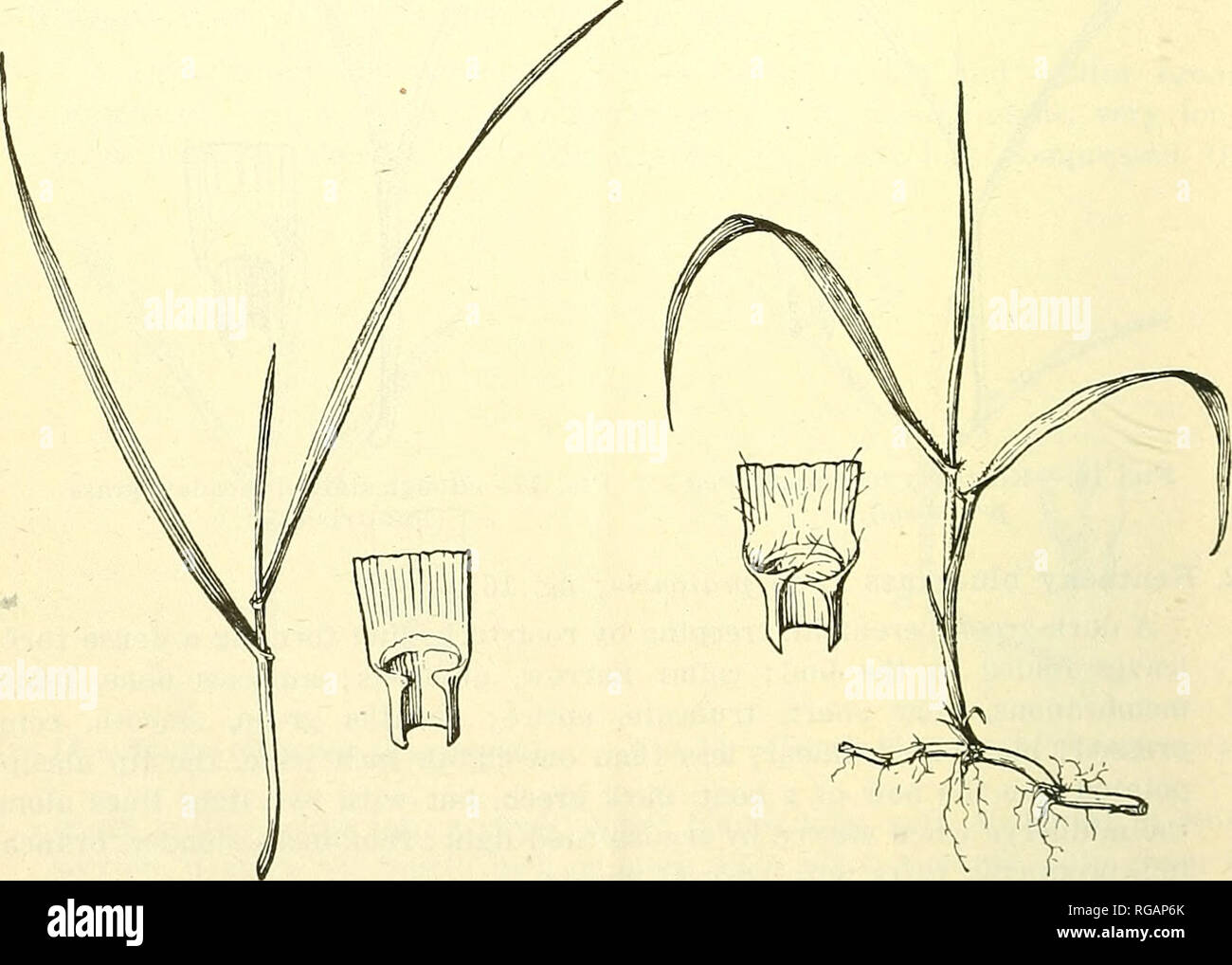 . Bulletin of the U.S. Department of Agriculture. Agriculture; Agriculture. Fig. 18.-. Fig. 19.—Meadow fescue (Festuca elatior). Fig. 20.—Quack-grass (A gropyronrcpens). ir&gt;. Meadow fesoue (Festuca elatior; fig. 19).^ A tufted, glabrous, dark-green perennial; leaves rolled in the bud; collar broad, continuous; auricles none; ligule membranous, short, truncate;. Please note that these images are extracted from scanned page images that may have been digitally enhanced for readability - coloration and appearance of these illustrations may not perfectly resemble the original work.. United State Stock Photo