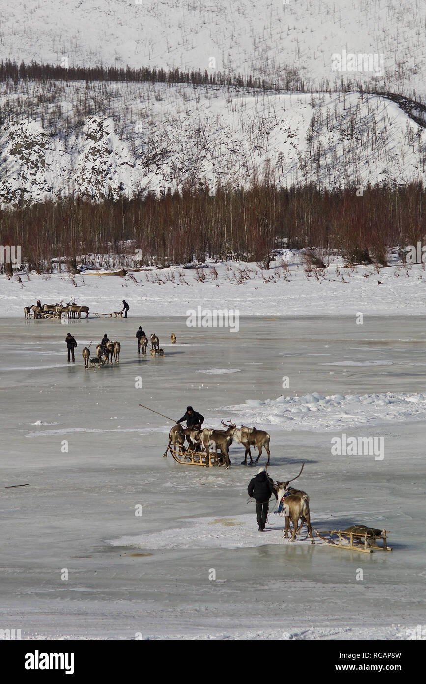 Even racers preparing reindeer race, Topolinoe village, Verkhoyansk mountains, Yakutia, Siberia, Russia Stock Photo