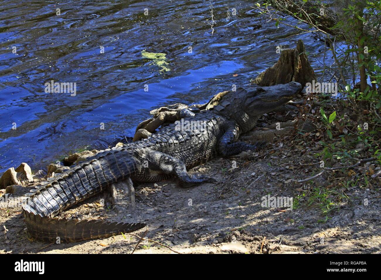 Okefenokee swamp alligator hires stock photography and images Alamy