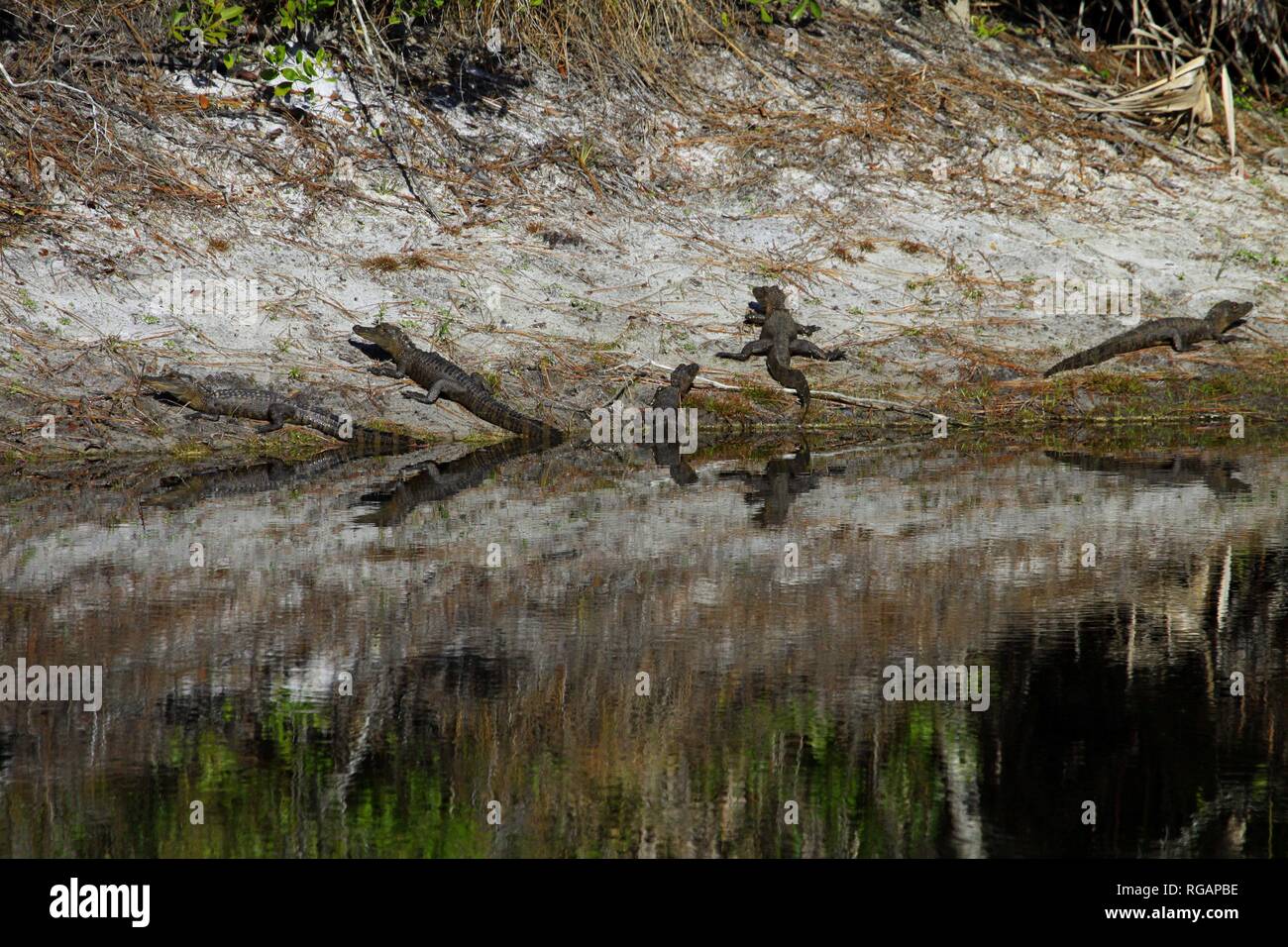 Alligators of Okefenokee Swamp in Stock Photo Alamy