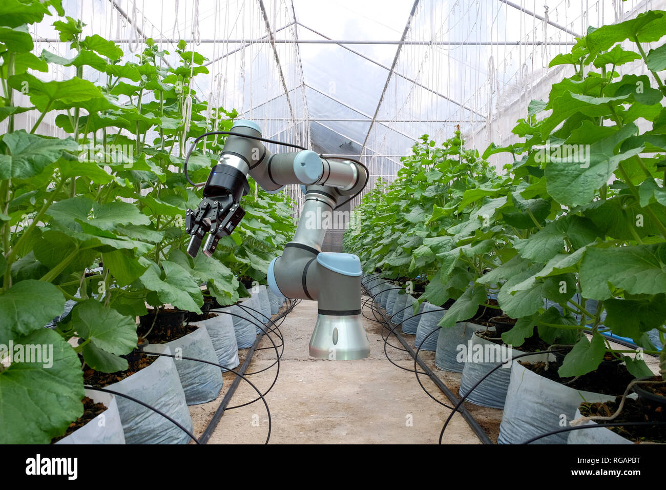 Smart robot installed inside the greenhouse. For the care and help farmers harvest the melon, smart farm on farming 4.0 concept. Stock Photo