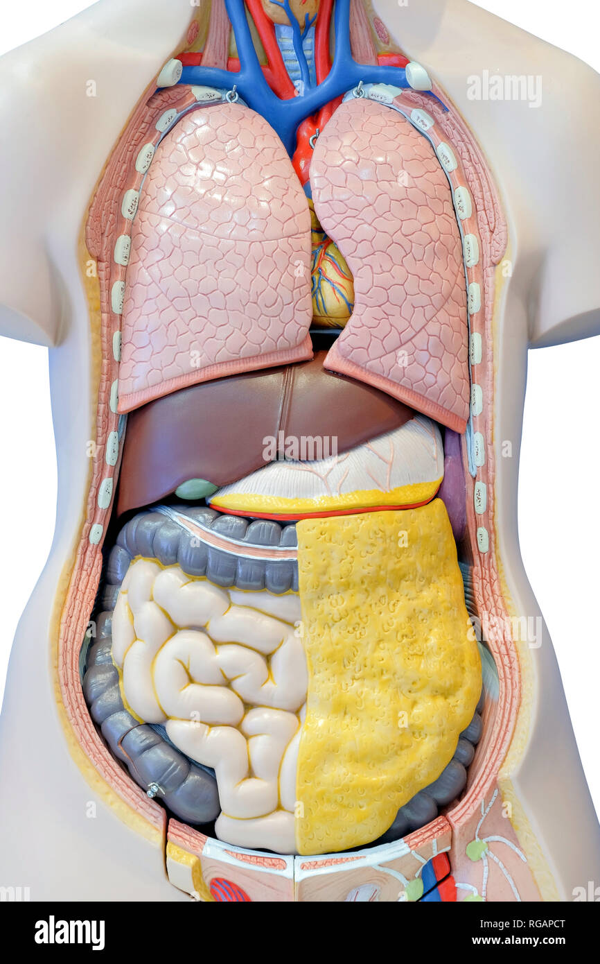 Anatomy model of the internal organs of the human body for use in medical education, isolated on white background. Stock Photo