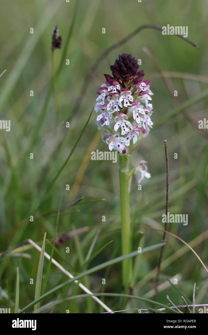 Burnt-tip Orchid (Neotinea ustulata) flowering on a meadow in the Eifel region, Germany. Stock Photo
