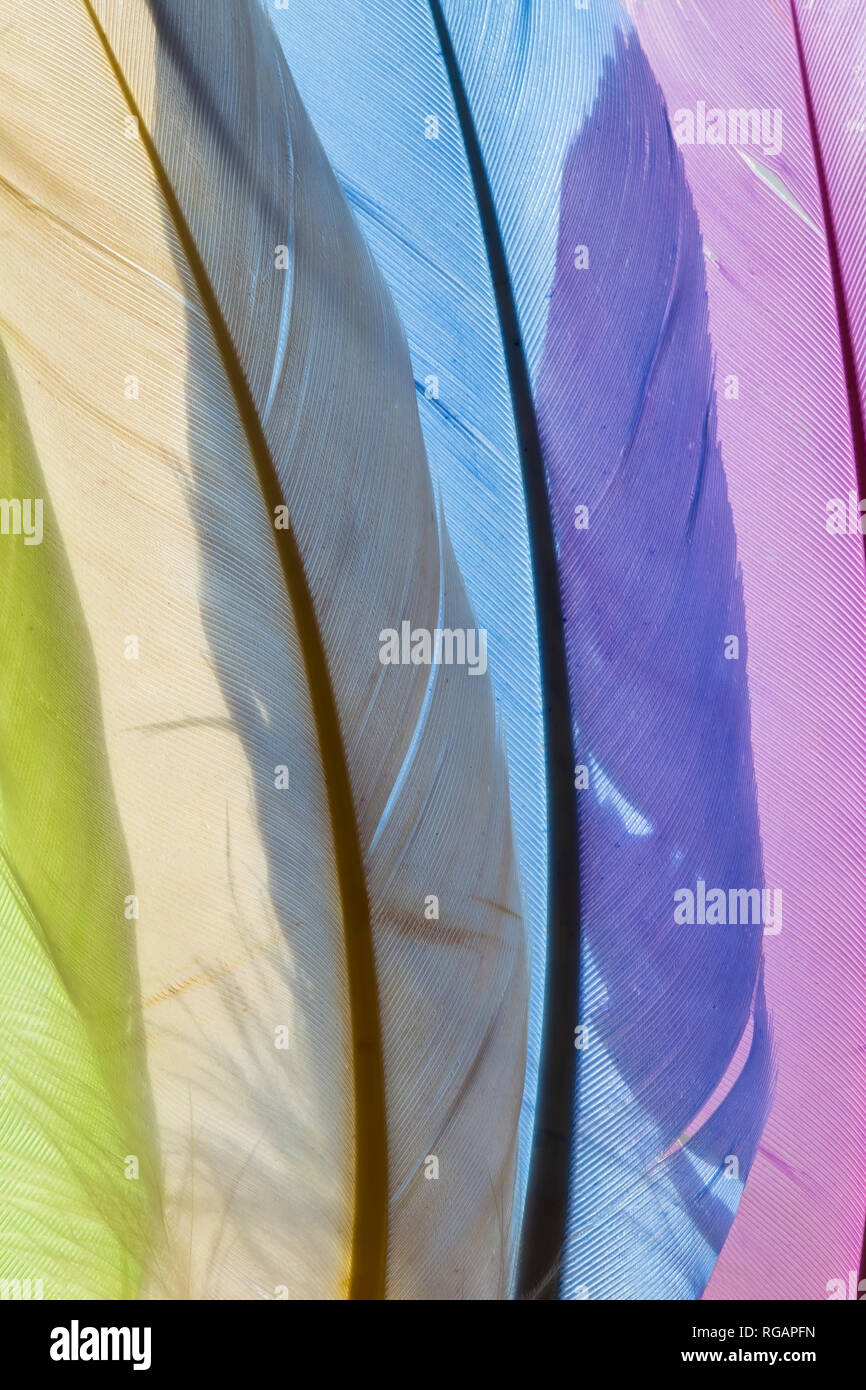 Colorful artificial feathers texture Stock Photo