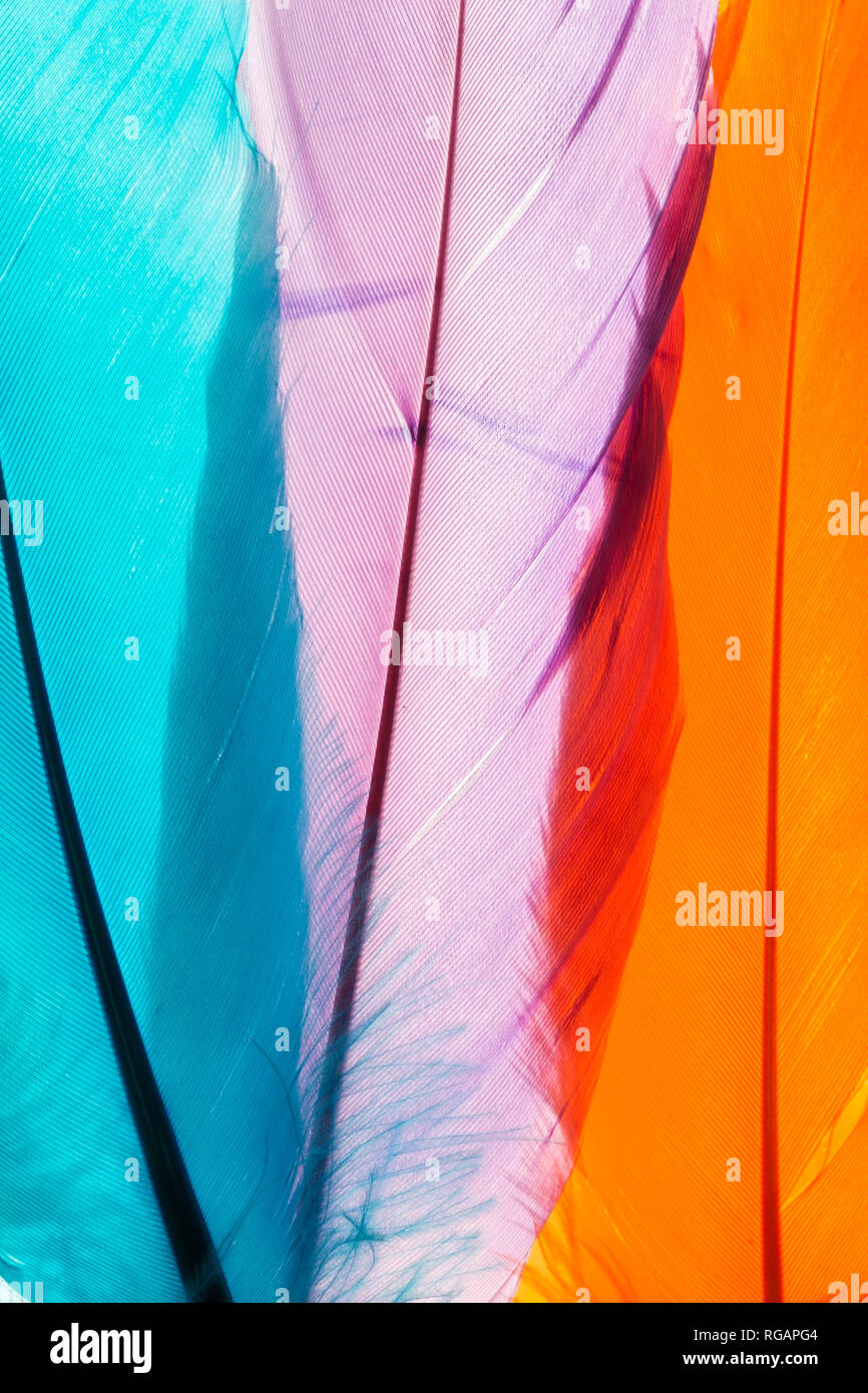 Colorful artificial feathers texture close up Stock Photo