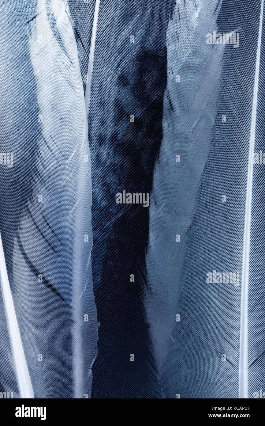Transparent feathers texture close up Stock Photo