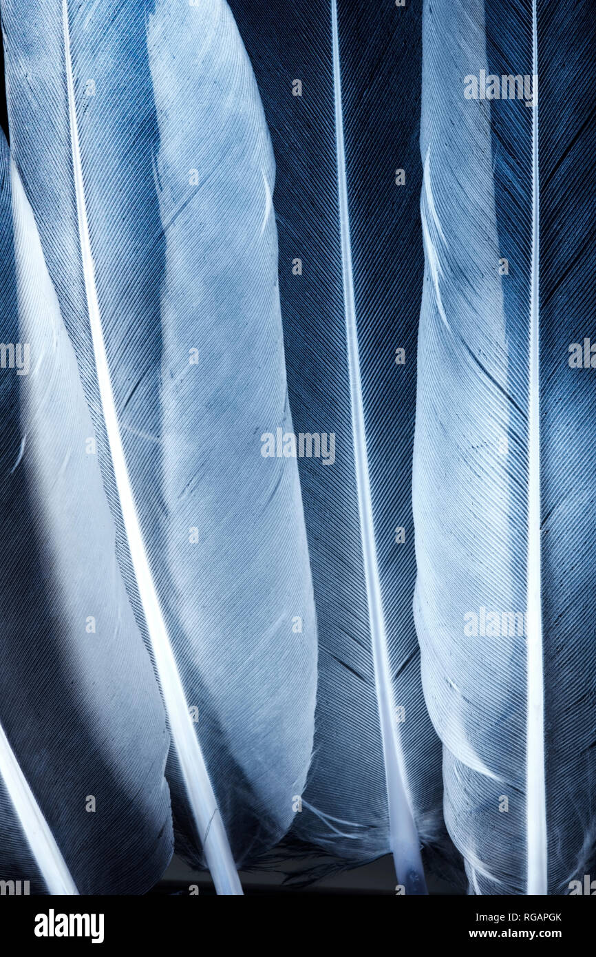 Transparent feathers texture close up Stock Photo