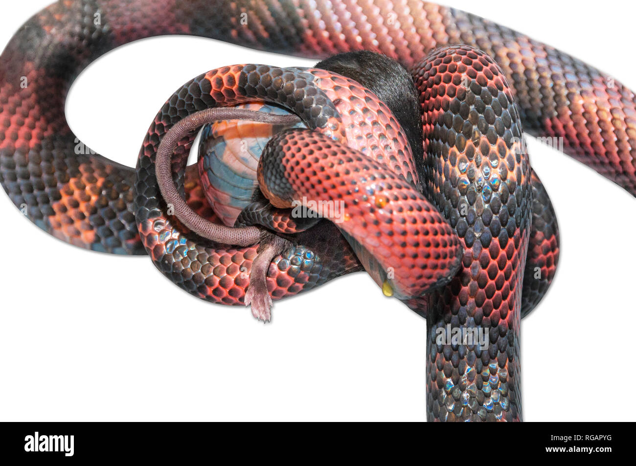 Nicaraguan Milk Snake (Lampropeltis triangulum) killling a brown mouse (Mus musculus). White background cut out. Stock Photo