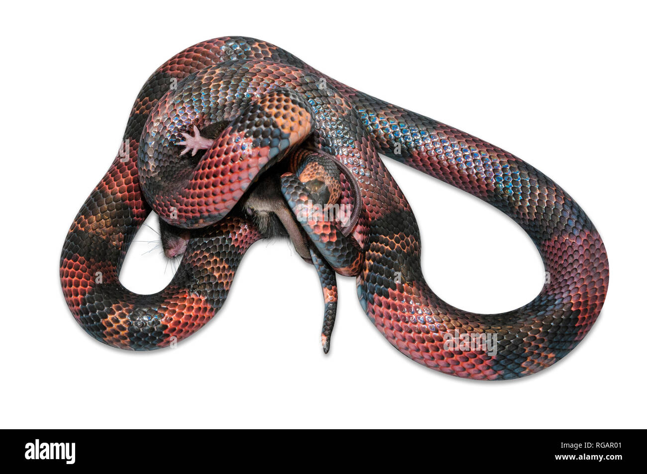 Nicaraguan Milk Snake (Lampropeltis triangulum) killling a brown mouse (Mus musculus). White background cut out. Stock Photo
